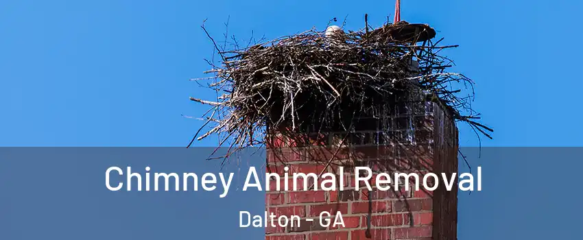  Chimney Animal Removal Dalton - GA