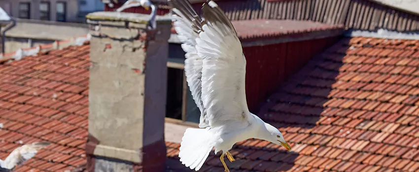 Residential Chimney Animal Removal Solution in Dalton, GA